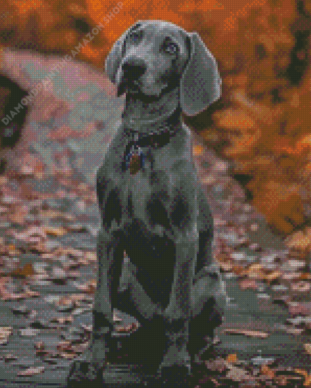 Grey Weimaraner Puppy Diamond Painting