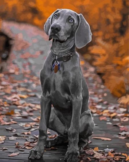 Grey Weimaraner Puppy Diamond Painting