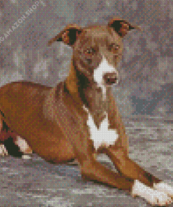 Italian Greyhound Dog Animal Diamond Painting