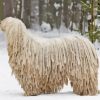 Komondor Dog In Snow Diamond Painting