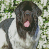 Newfoundland Dog Animal Diamond Painting