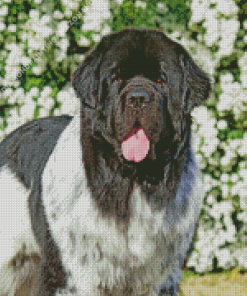 Newfoundland Dog Animal Diamond Painting