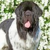 Newfoundland Dog Animal Diamond Painting