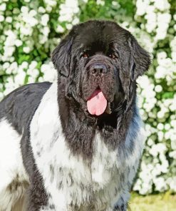 Newfoundland Dog Animal Diamond Painting