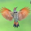 Northern Flicker woodpecker Diamond Painting