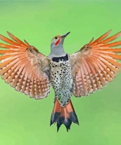 Northern Flicker woodpecker Diamond Painting