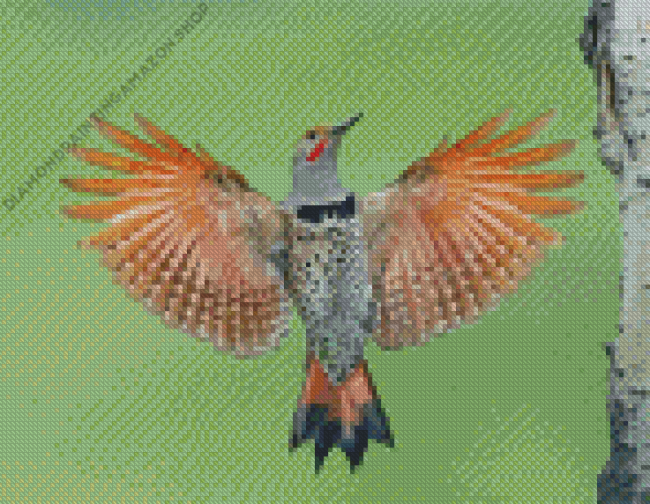 Northern Flicker woodpecker Diamond Painting