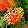 Orange Protea Flowers Diamond Painting