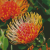 Orange Protea Flowers Diamond Painting