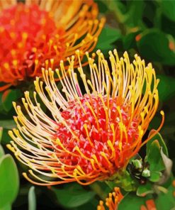 Orange Protea Flowers Diamond Painting