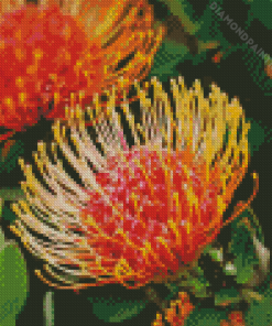 Orange Protea Flowers Diamond Painting