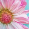 Pink Sunflower Diamond Painting