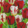 Red And White Flowers Diamond Painting