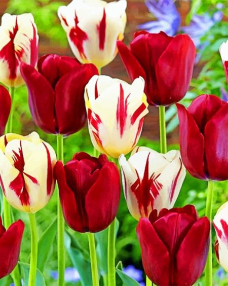 Red And White Flowers Diamond Painting