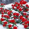 Red Flowers Snow Diamond Painting