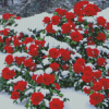 Red Flowers Snow Diamond Painting