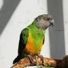 Senegal Parrot On Branch Diamond Painting