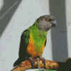 Senegal Parrot On Branch Diamond Painting