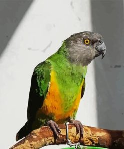 Senegal Parrot On Branch Diamond Painting