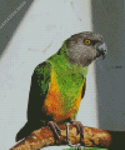 Senegal Parrot On Branch Diamond Painting