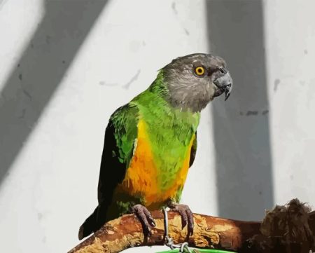 Senegal Parrot On Branch Diamond Painting