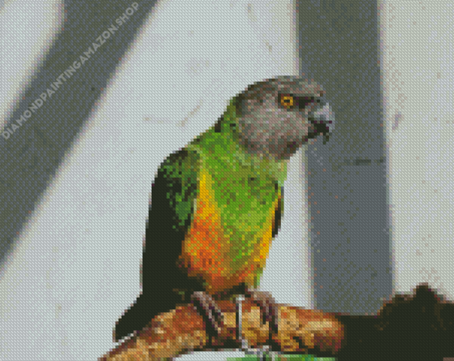 Senegal Parrot On Branch Diamond Painting