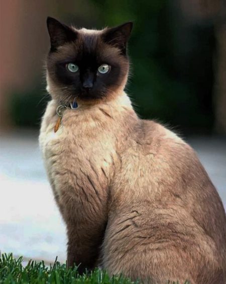 Siamese Cat In Garden Diamond Painting