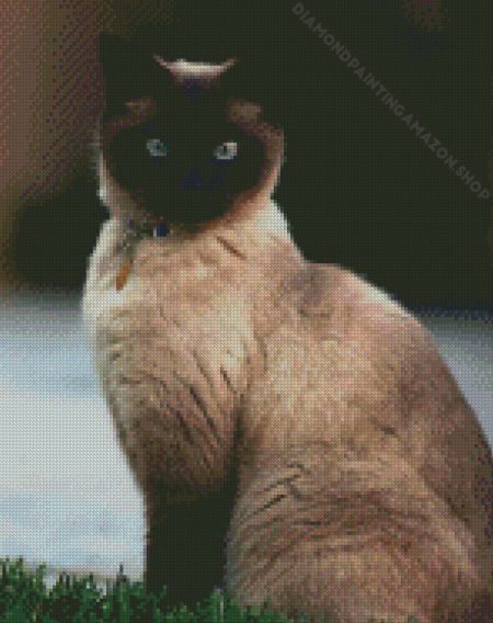 Siamese Cat In Garden Diamond Painting