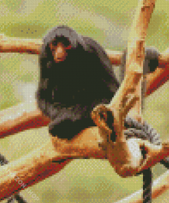 Spider Monkey Animal Diamond Painting