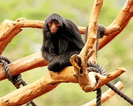 Spider Monkey Animal Diamond Painting
