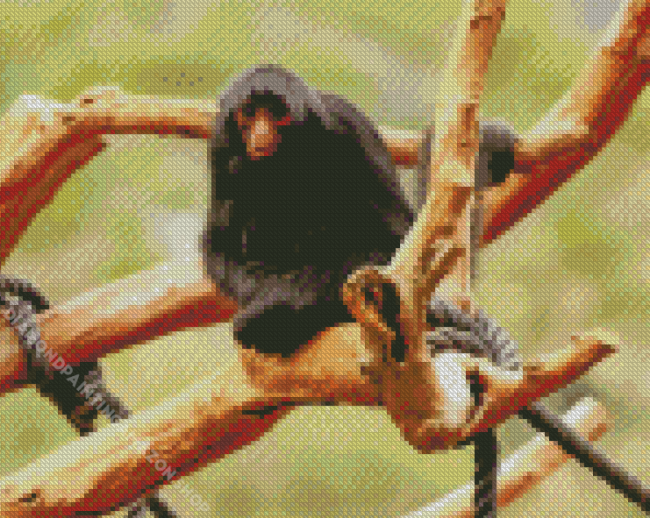 Spider Monkey Animal Diamond Painting