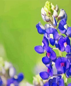 Texas Bluebonnet Flower Diamond Painting