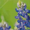 Texas Bluebonnet Flower Diamond Painting