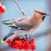 Waxwing On Flowering Tree Diamond Painting