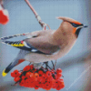 Waxwing On Flowering Tree Diamond Painting