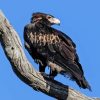 Wedge Tailed Eagle On Branch Diamond Painting