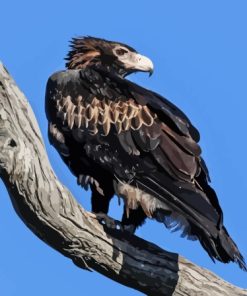 Wedge Tailed Eagle On Branch Diamond Painting