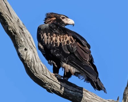Wedge Tailed Eagle On Branch Diamond Painting