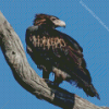 Wedge Tailed Eagle On Branch Diamond Painting