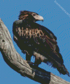 Wedge Tailed Eagle On Branch Diamond Painting