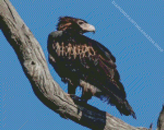 Wedge Tailed Eagle On Branch Diamond Painting