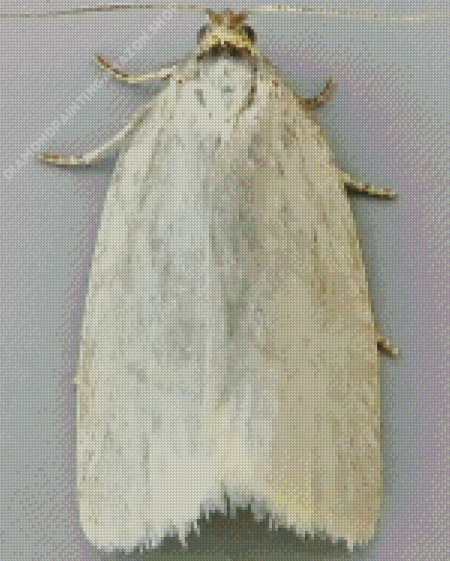 White Aphelia Diamond Painting