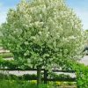 White Crabapple Tree Diamond Painting