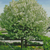 White Crabapple Tree Diamond Painting