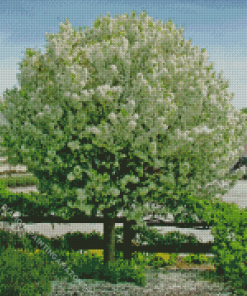 White Crabapple Tree Diamond Painting