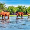 Wild Horses In Arizona Salt River Diamond Painting