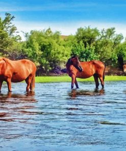 Wild Horses In Arizona Salt River Diamond Painting