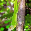 Anolis Garmani Diamond Painting