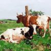 Ayrshire Cows In Farm Diamond Painting