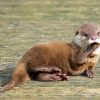 Baby Otter Diamond Painting